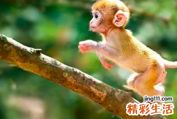 68年属猴运势最旺是哪一年 68年属猴今日运势吉凶时辰 ?
