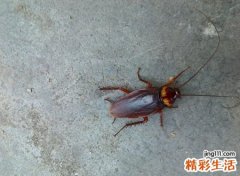 家里有蟑螂是什么兆头