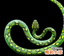 1977年属蛇人的后半生命运好不好 1977年属蛇人2022年每月运势详解