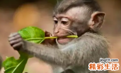 属猴人离不开的两个贵人是谁 2022年属猴人的全年运势详解