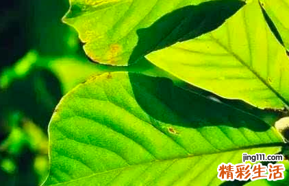 夏至日是几月几日 夏至日是最热的一天吗