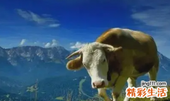 属牛人2022年全年运势 属牛人2022年5月运势