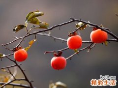 梦见满树的青柿子好不好，女人梦见柿树结满柿子