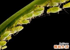 梦见虱子是什么意思，已婚女人梦见捉虱子并挤死