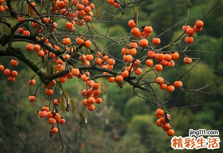 梦见一堆柿子什么预兆，女人梦见黄柿子