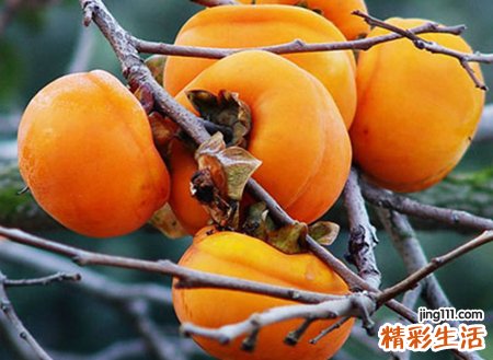 梦见一堆柿子什么预兆，女人梦见黄柿子