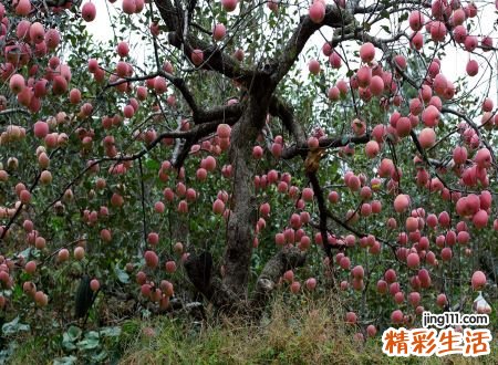 梦见树上果实累累好不好，做梦梦到树上桃李硕果累累