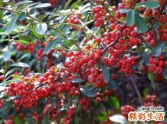 梦见各种果实硕果累累好吗，女人梦见硕果累累
