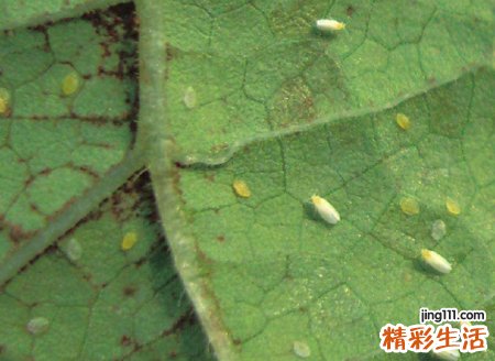 梦见自己身上有虱子好不好，做梦梦到掐死虱子发大财