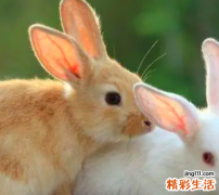 2023年属兔的是什么命 2023年属兔的宝宝几月出生最好