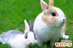 2023年农历二月份出生应该几月份怀孕 2023年农历二月哪天出生的兔宝宝好 ?