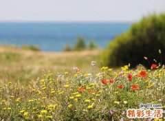 梦见硕果累累的蔬菜有什么预兆，女人梦到摘成熟的果子