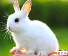 2023年农历四月份出生应该几月份怀孕 2023年农历四月哪天出生的兔宝宝好