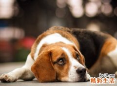 狗自己跑到家里来寓意