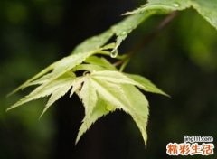 最欠揍的微信网名，逗比搞乐有喜感的微信个性名字