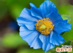 经典好听的抖音名字，洋气新颖时尚的抖音个性网名
