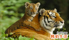 属虎今年有一难能否躲过去 属虎今年有一难怎么办