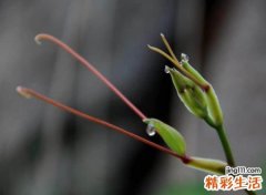 经典小清新的抖音名字，抖音容易火的唯美网名