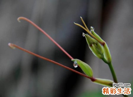 经典小清新的抖音名字，抖音容易火的唯美网名