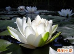罕见凄美优雅的微信昵称，唯美古风好听微信诗意网名