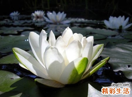 罕见凄美优雅的微信昵称，唯美古风好听微信诗意网名