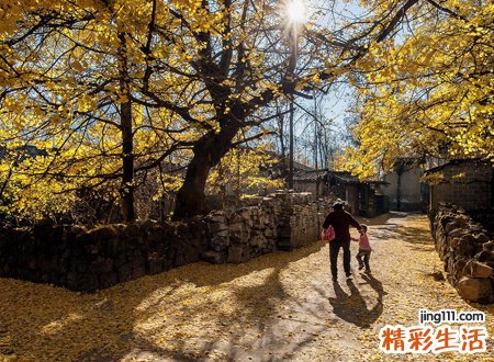 银杏树种在院子里好吗