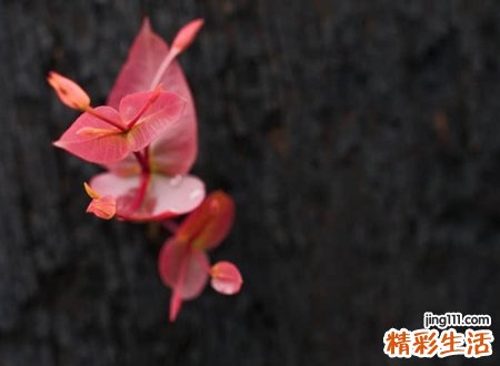 高端雅致好听的快手名字，今年快手上会火的霸气名字