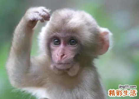 2022属猴的今年犯太岁吗 属猴的2022年运势怎么样