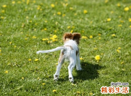 家里来了一只狗预示着什么