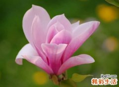 高端优雅的微信英语昵称，时尚有范儿的欧美风网名
