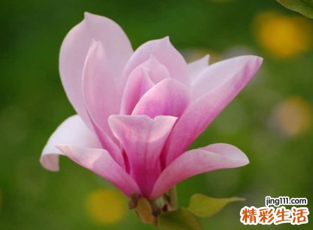 高端优雅的微信英语昵称，时尚有范儿的欧美风网名