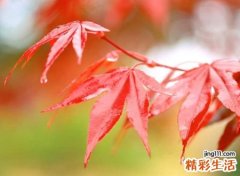 小清新好听的纯真英文名，文艺森系英文个性网名
