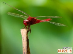 蜻蜓寓意和象征