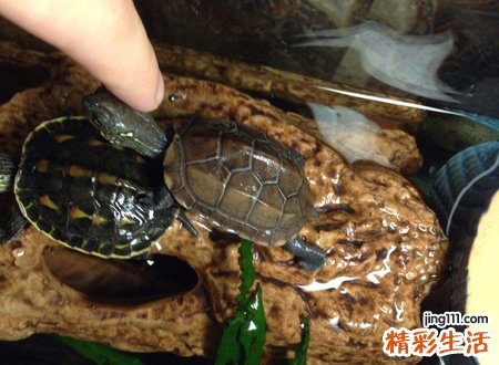 养乌龟养几只好