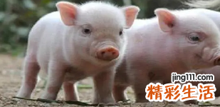 2022年属猪人犯太岁如何化解 2022年属猪人的全年运势