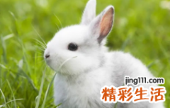 2023年属兔百年难遇是真的吗 2023年属兔人的全年运势如何
