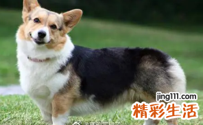 属狗人在2022年的全年运势 2022属狗人的运势