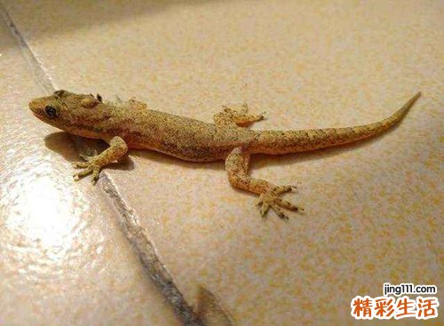 壁虎有灵性吗