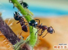 家里有蚂蚁是什么原因