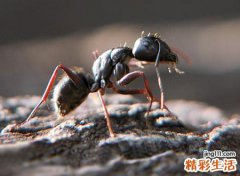 为什么家里突然有蚂蚁