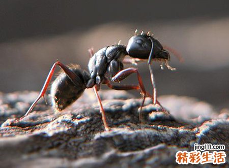 为什么家里突然有蚂蚁