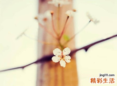 单纯的抖音网名，经典好听的抖音人气名字