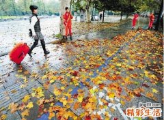 梦见地上很多树叶我在扫好吗，女人梦见扫落叶