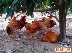 梦见鸡是什么意思，女人梦见好多鸡