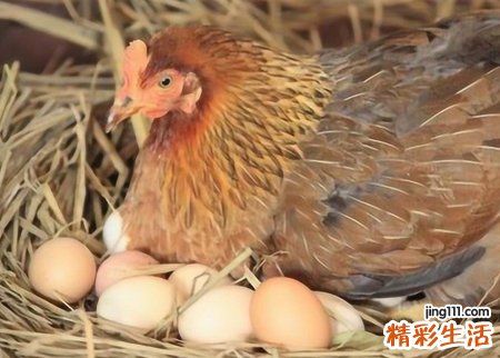 梦见鸡下蛋是什么意思，已婚女人梦见母鸡下蛋