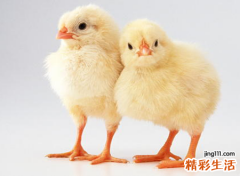 梦见鸡圈里的鸡到处乱飞好吗，女人梦见鸡什么兆头