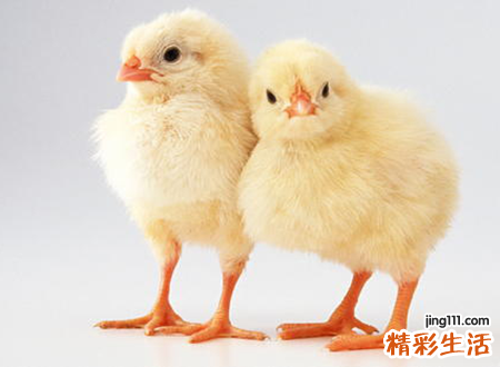 梦见鸡圈里的鸡到处乱飞好吗，女人梦见鸡什么兆头