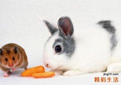 6男鼠99女兔结婚好不好 96鼠和99兔相配吗