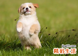 自来狗是吉还是凶 自来狗的预兆风水