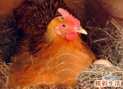 梦见亲眼看见鸡下蛋好不好，女人梦见鸡下蛋捡鸡蛋